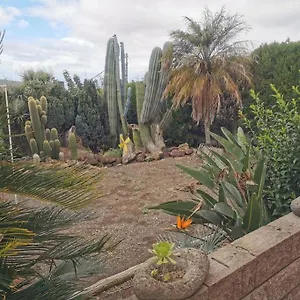 Cactus Santa Cruz de Tenerife